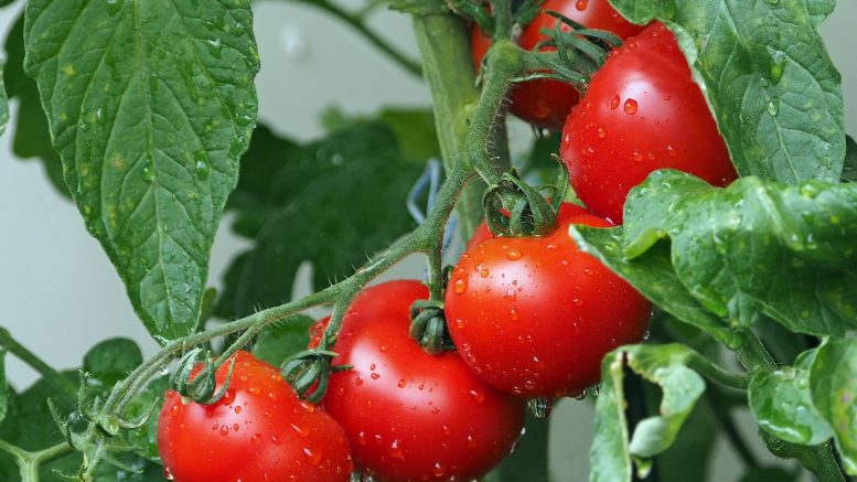 Easy steps to plant tomatoes