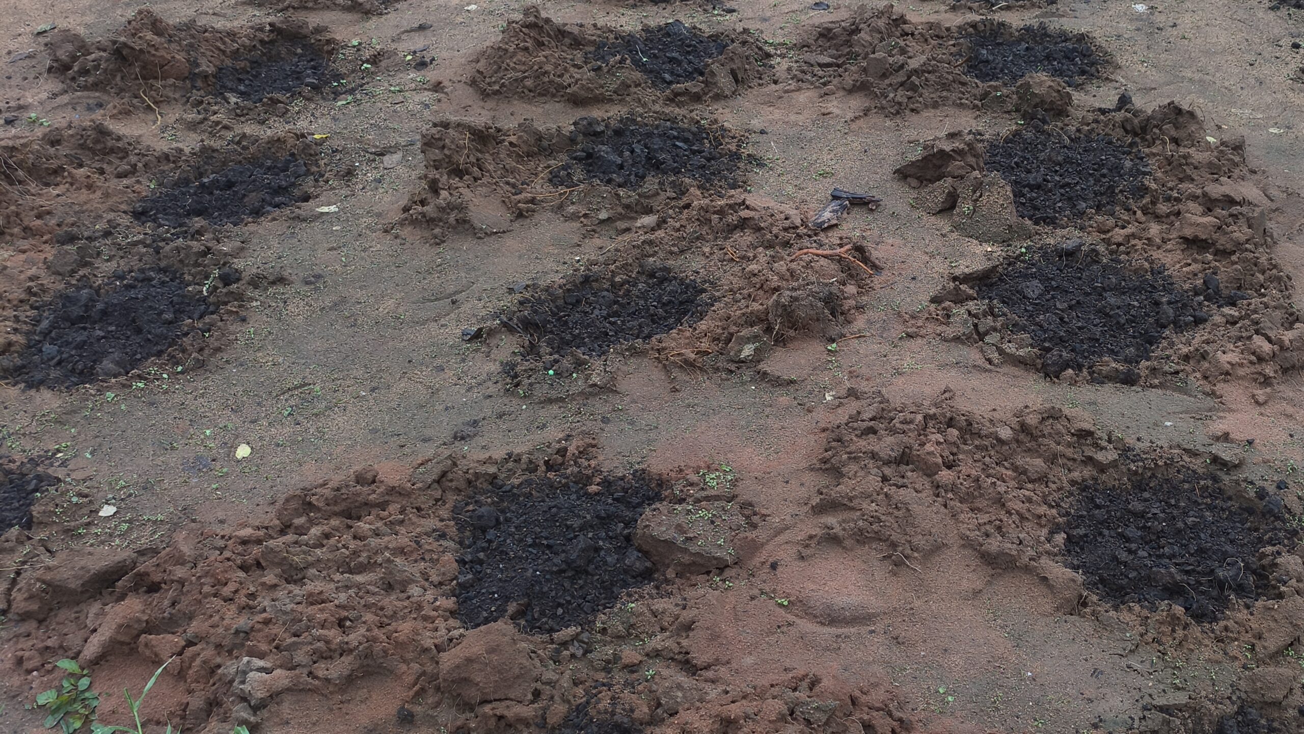 Gardening Tips: How to Prepare Planting Holes with Kraal Manure for Tomato Planting
